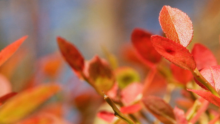 Skolor i Sverige skall köpa visningsrätt via Swedish Film AB och sajten Film och Skola.