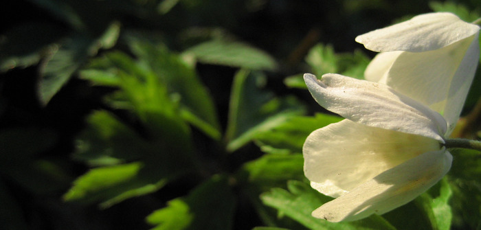 Skolor i Sverige skall köpa visningsrätt via Swedish Film AB och sajten Film och Skola.