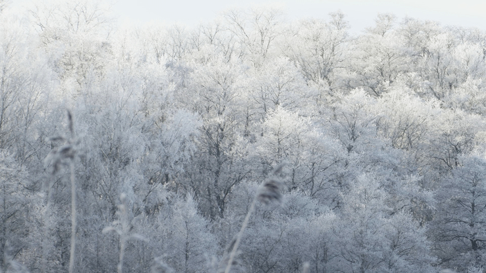 Skolor i Sverige skall köpa visningsrätt via Swedish Film AB och sajten Film och Skola.