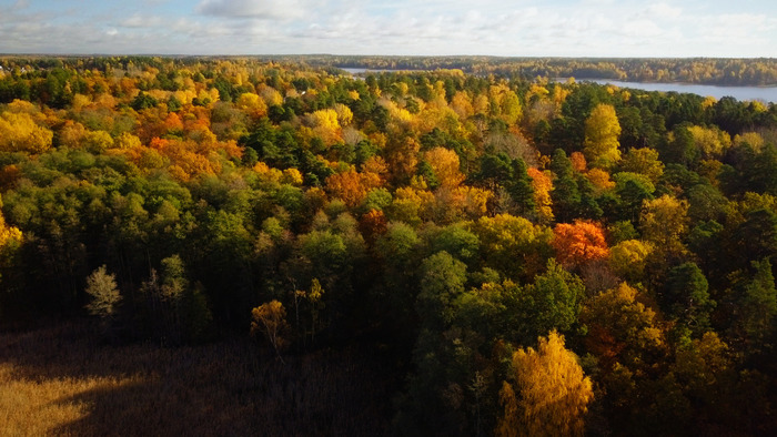 Skolor i Sverige skall köpa visningsrätt via Swedish Film AB och sajten Film och Skola.